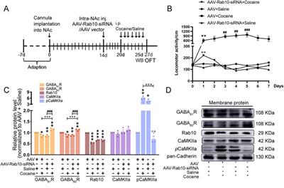 Role of Rab10 in cocaine-induced behavioral effects is associated with GABAB receptor membrane expression in the nucleus accumbens